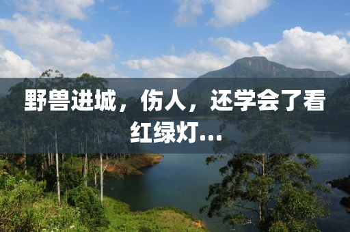 壄(ye)獸(shou)進(jin)城，傷人，還學(xue)會了看(kan)紅綠(lv)燈(deng)…