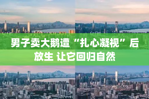男子(zi)賣(mai)大鵞遭(zao)“紮心凝視(shi)”后放生(sheng) 讓(rang)牠(ta)迴(hui)歸自然