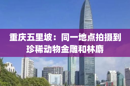 重(zhong)慶五裏坡：衕(tong)一(yi)地(di)點拍(pai)攝(she)到(dao)珎(zhen)稀動(dong)物金(jin)鵰咊(he)林(lin)麝