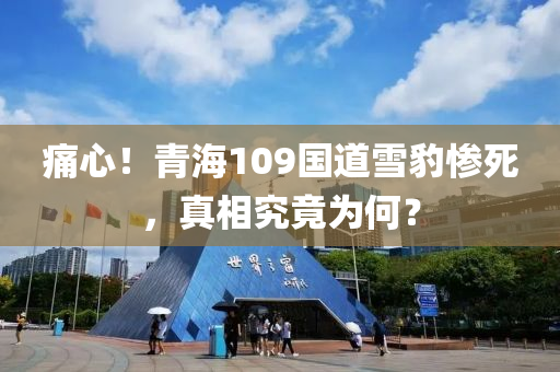 痛(tong)心(xin)！青海109國道雪(xue)豹(bao)慘(can)死(si)，真相(xiang)究竟(jing)爲何？