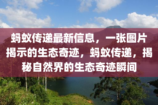 螞(ma)蟻傳遞(di)最新(xin)信(xin)息，一(yi)張(zhang)圖片(pian)揭(jie)示的生態奇蹟，螞(ma)蟻(yi)傳(chuan)遞，揭(jie)祕自(zi)然(ran)界的(de)生態奇蹟瞬(shun)間(jian)